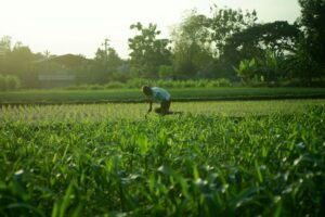 A farmer tends to plants in a thriving green field under the sun, highlighting hard work and agriculture.